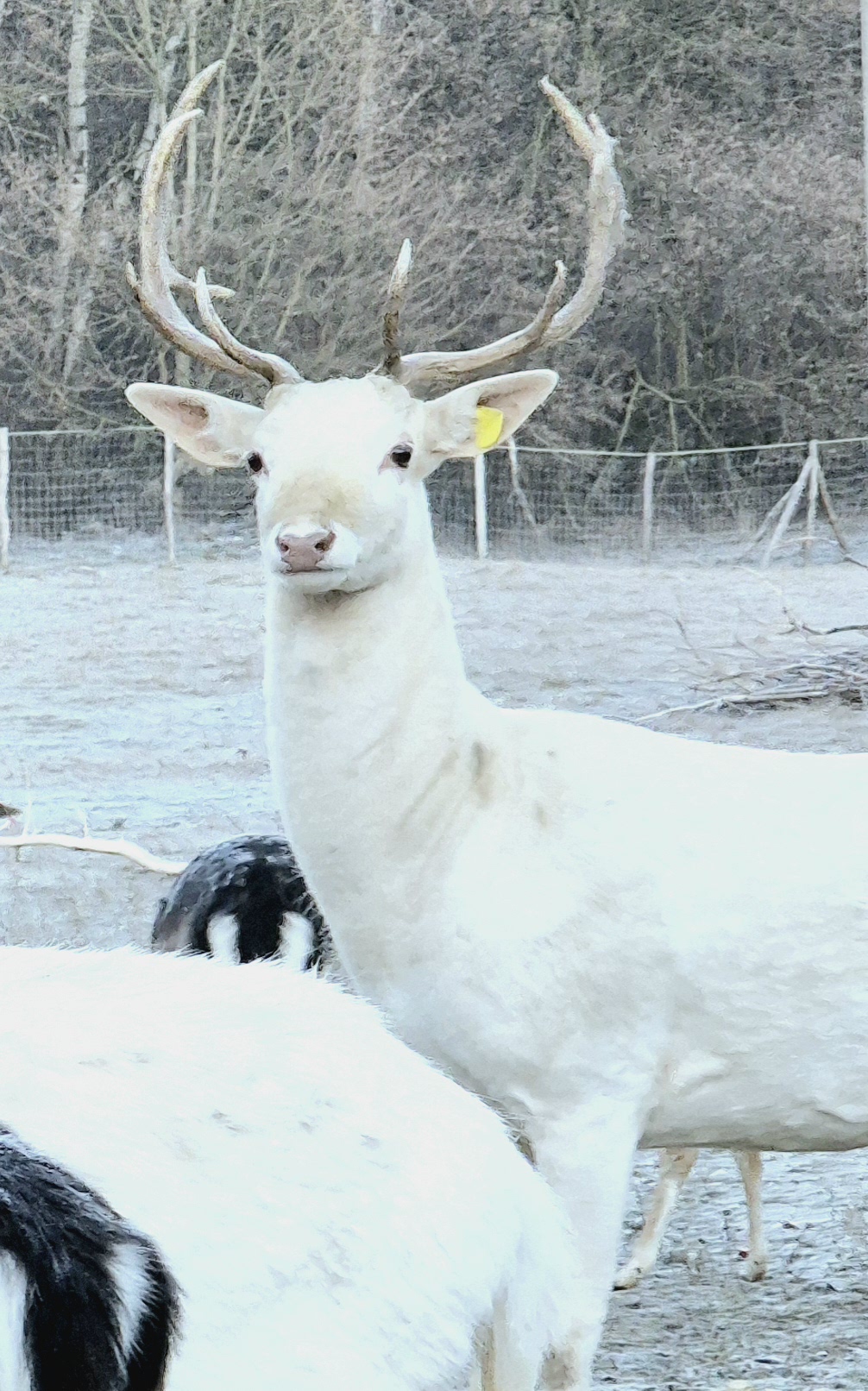 Cremor a fehér dámszarvas bika