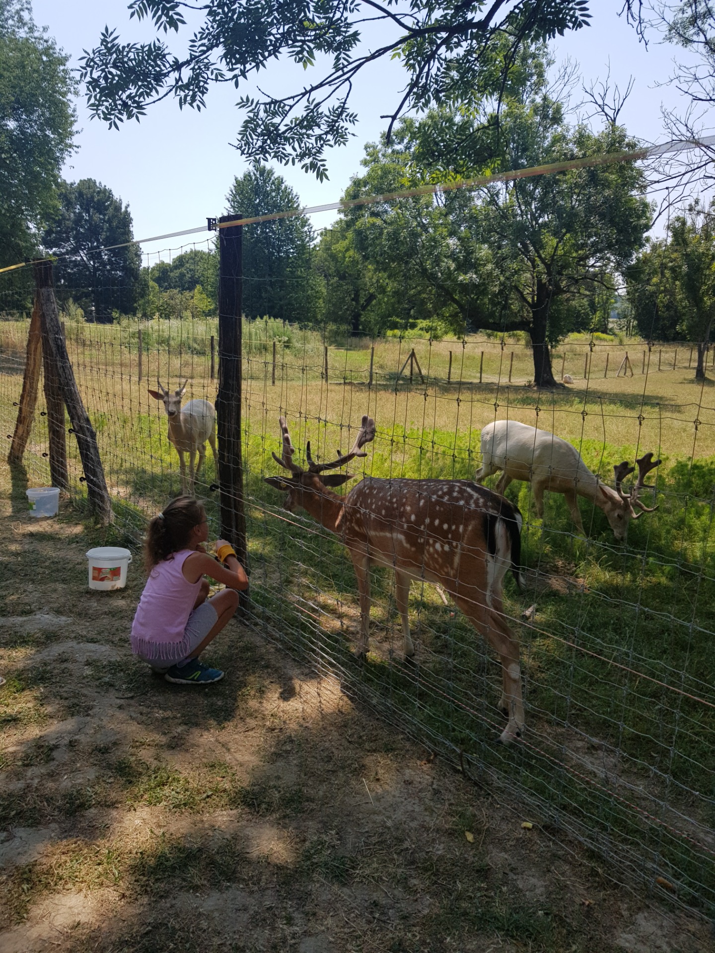 fajok között a kommunikáció