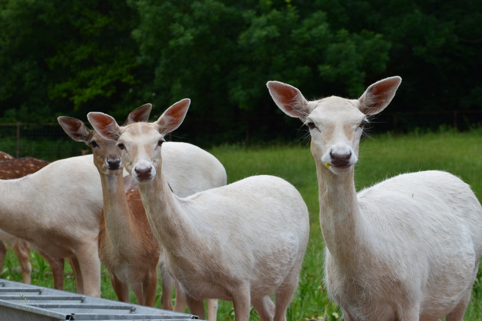 különleges fehér színű dámszarvas tehenek