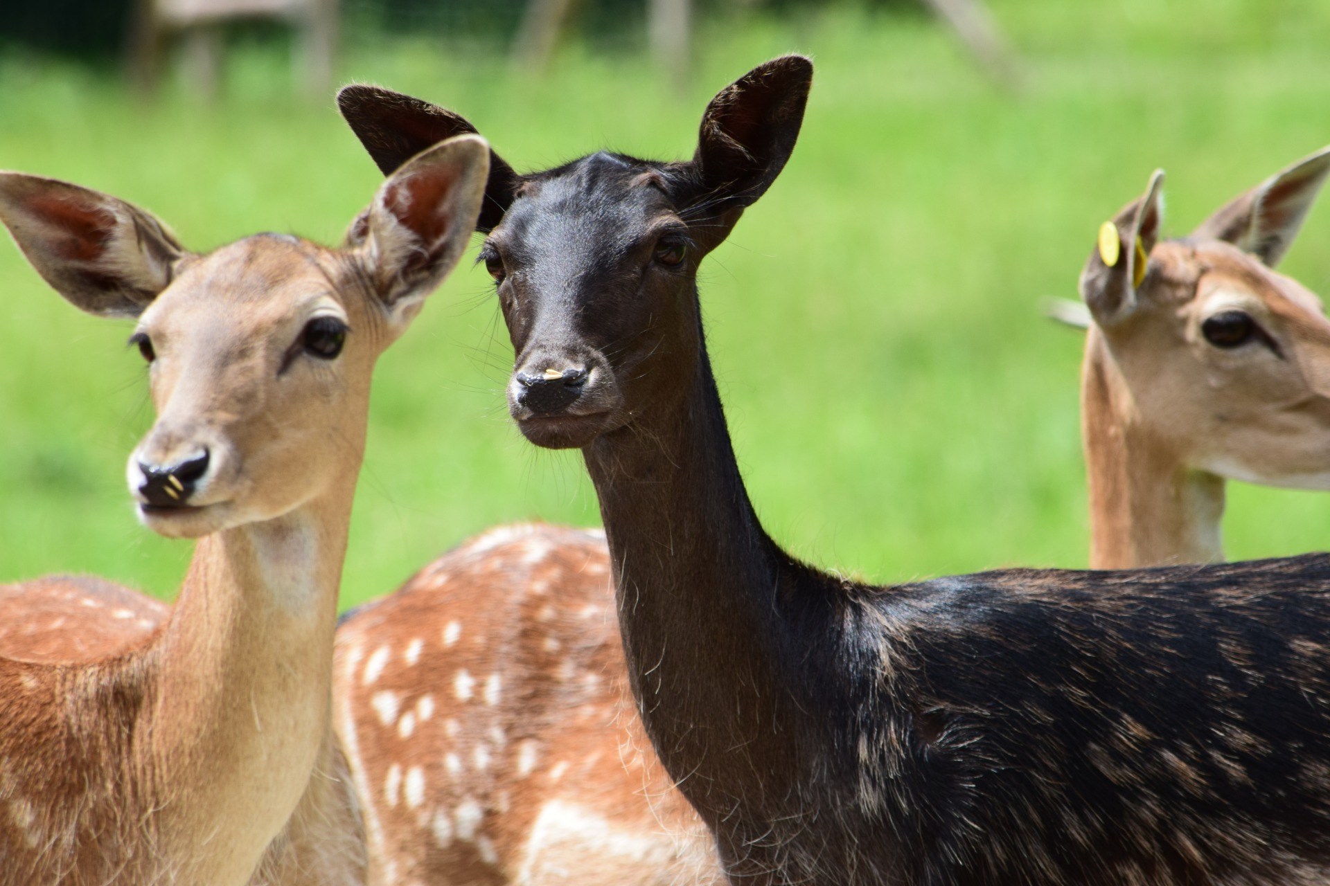 ritka fekete változat