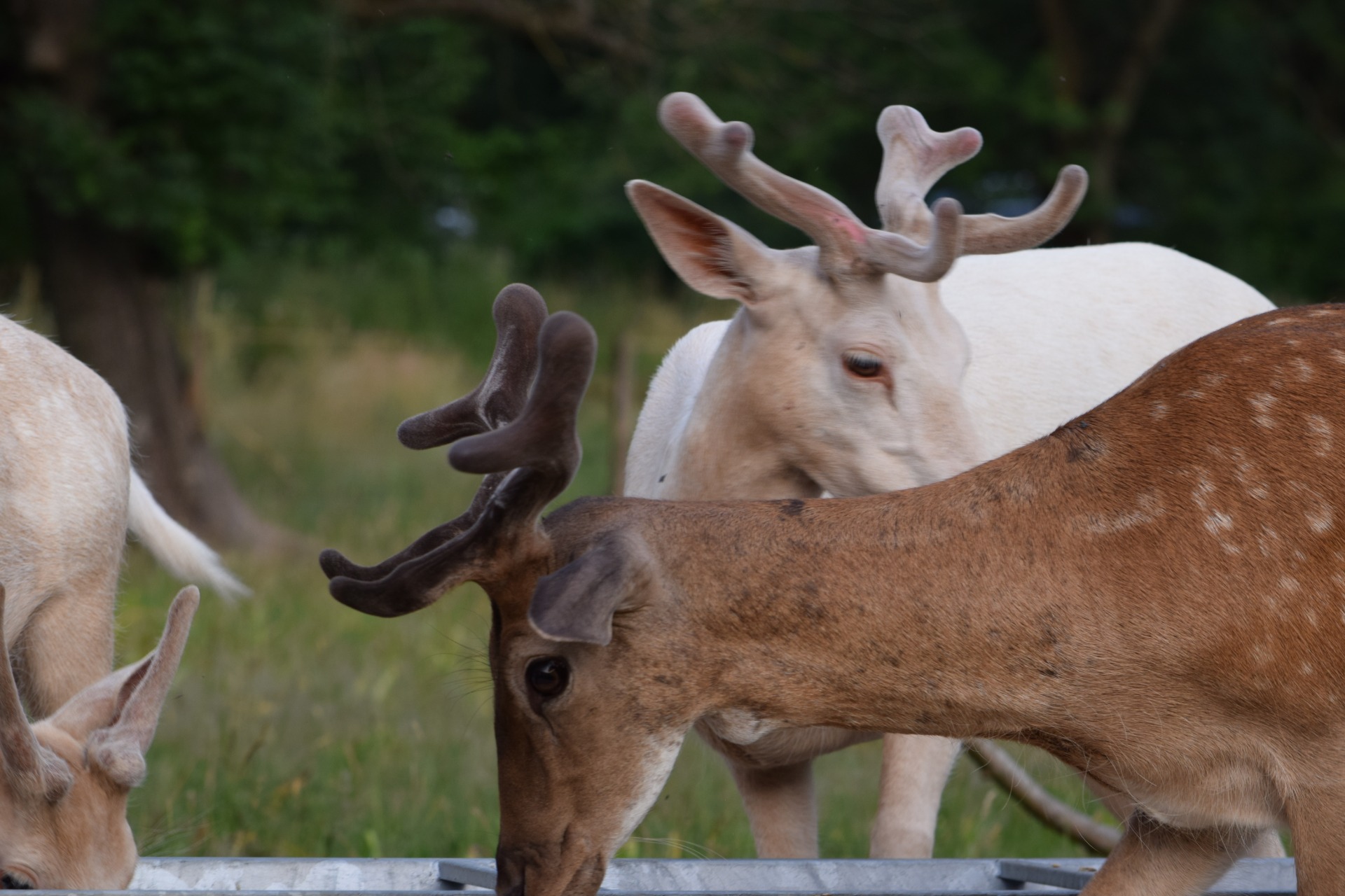 fiatal dámszarvas bikák